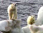 DailyMail-07-polar-bear