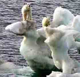 DailyMail-07-polar-bears-ful